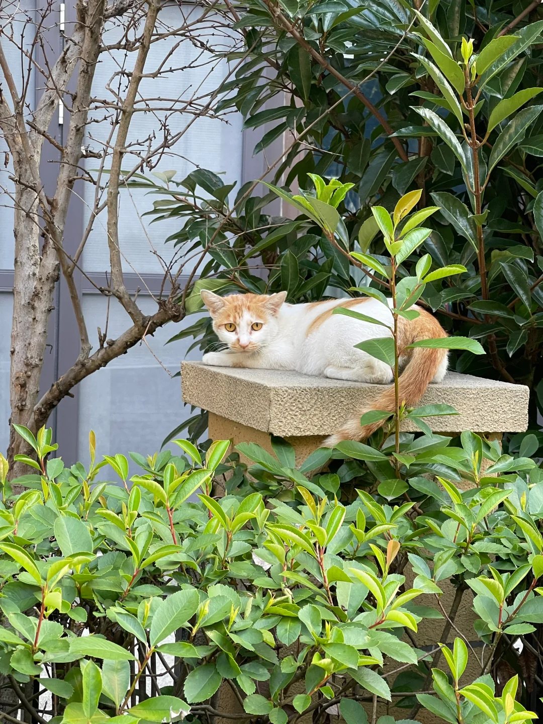 晒小区里的流浪猫