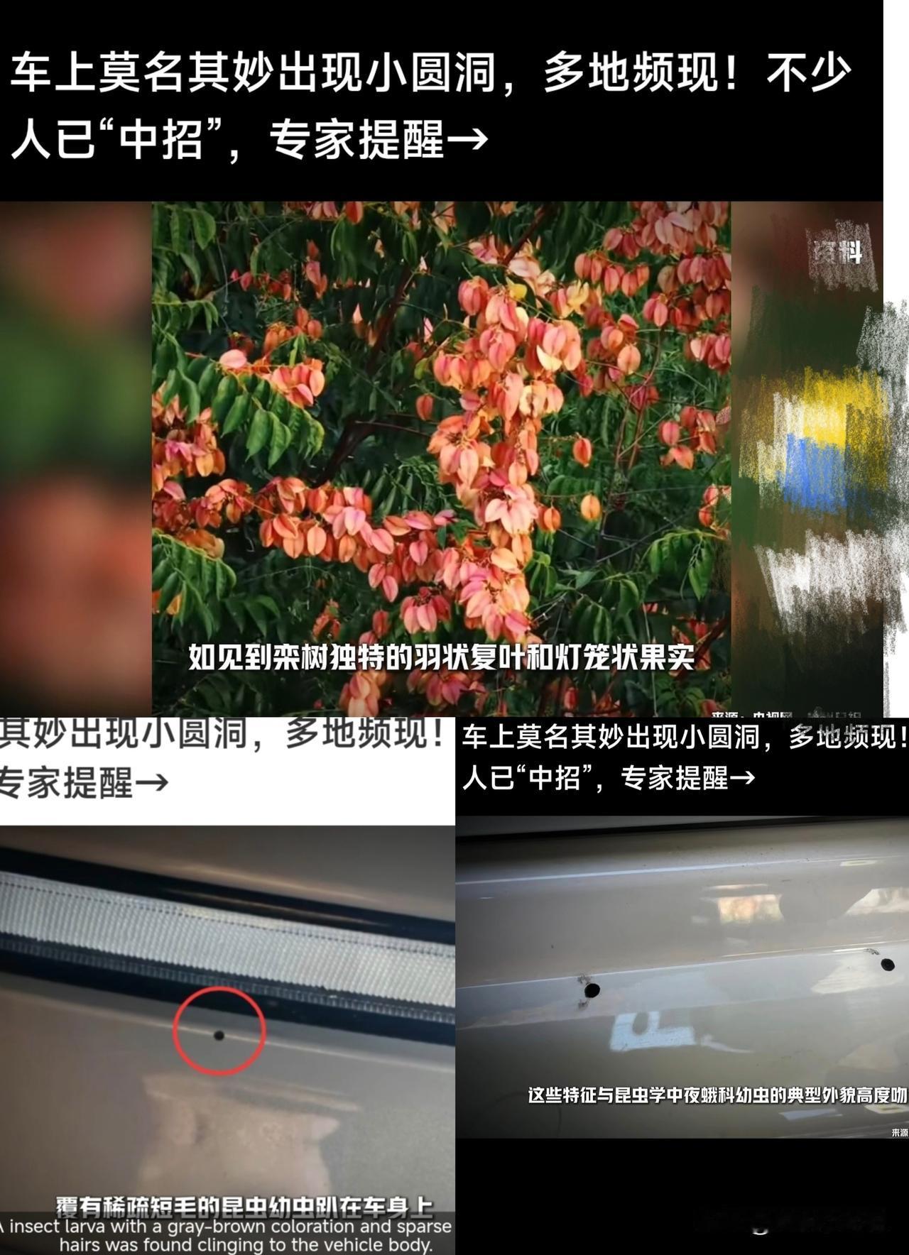 爱车停树下，莫名出现小圆坑？

不少车主踩坑，一开始都误会是人为砸的，

真正元