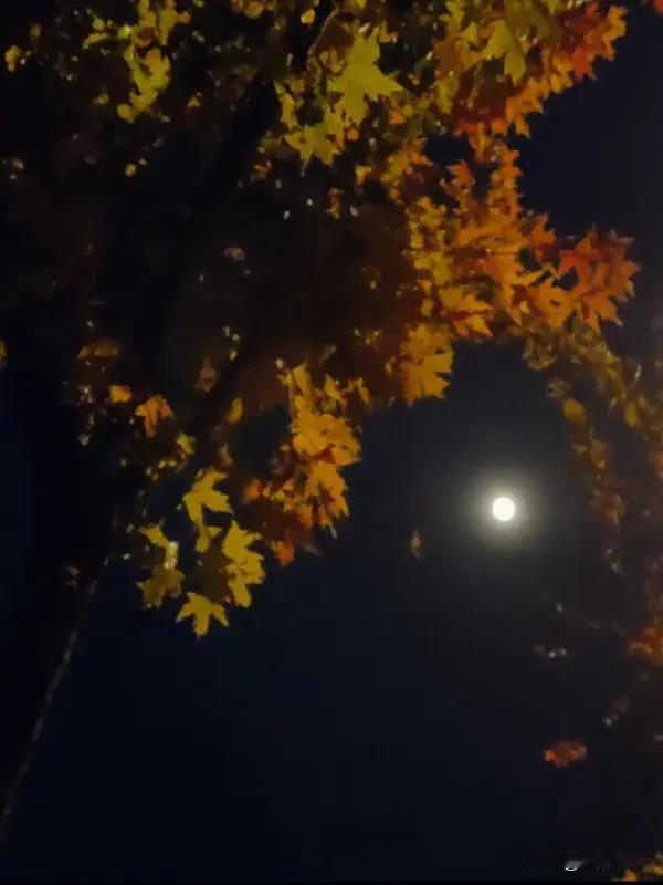 头条创作训练营 《秋夜感怀》乐韵诗心原创诗词:
倦鸟归林叹夕阳，
寒枝孤影覆清霜