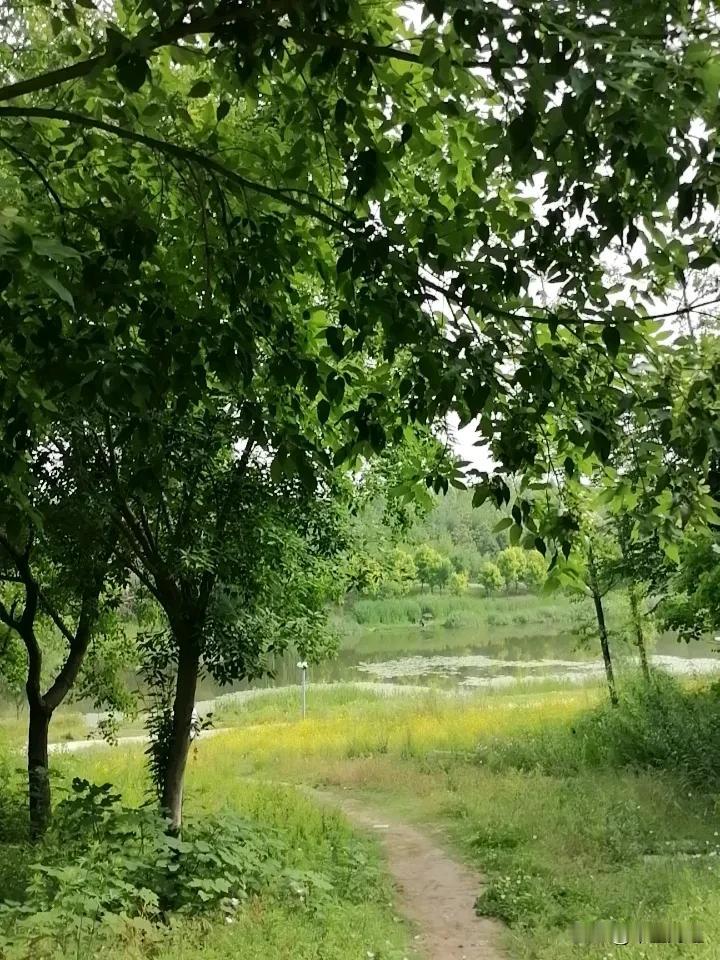 景色非常的安逸和充满绿色，生机勃勃，活力无限