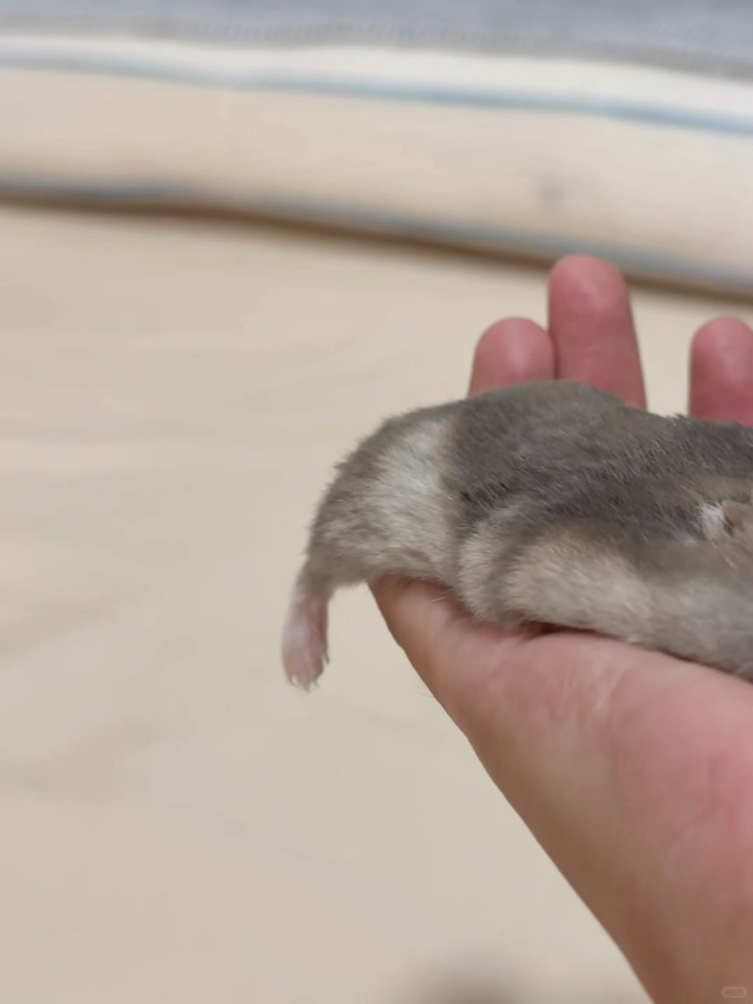 谁家小老鼠睡成这样！睡成鼠饼了🐹 
