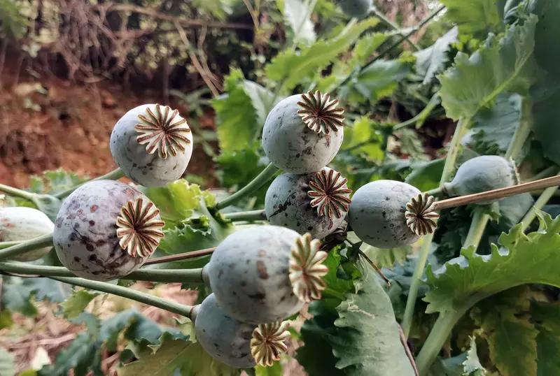 3月23日湖北黄冈，一老中医离世后留下“特殊药材”，其儿子发现后上交，共计460