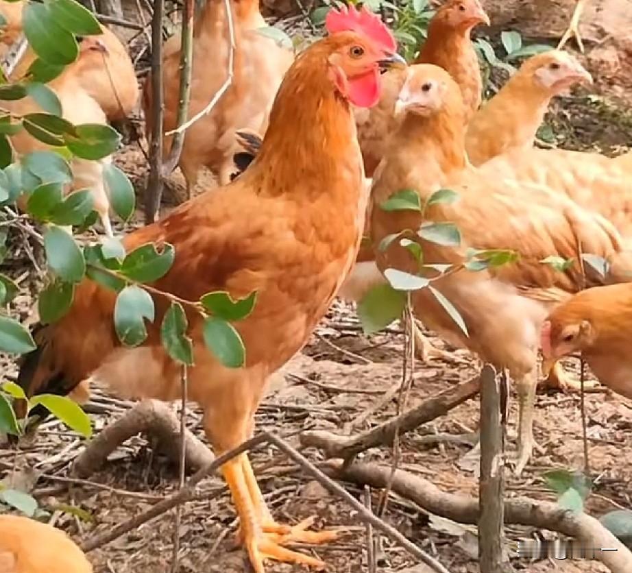 你发现没有，在农村农户家散养的土鸡中大多数都是母鸡，很少见到公鸡的身影。
这其中