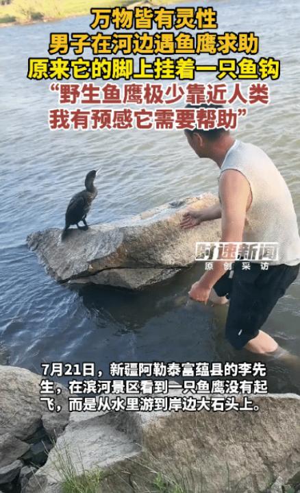 “这一幕太有灵性了！”新疆阿勒泰，一名男子发现一只受伤的鱼鹰独自爬上岸边，走近查