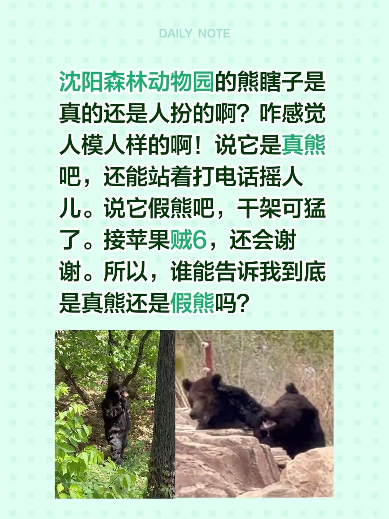 沈阳动物园的熊为什么会打电话？沈阳森林动物园的熊瞎子是真的还是人扮的啊？咋感觉人