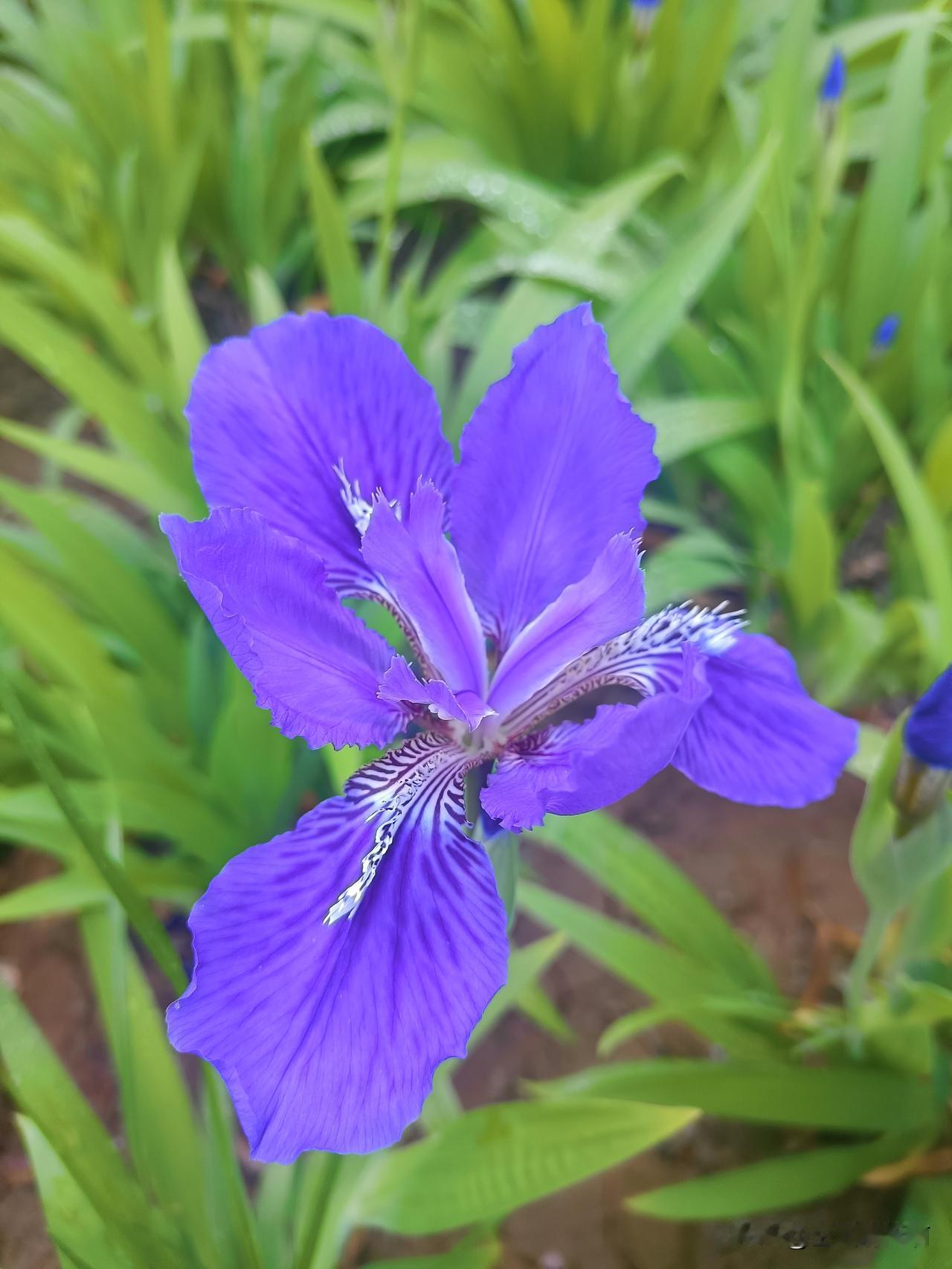 这小花多漂亮，
形状就像真的蝴蝶，
只是颜是紫了点，
一大片很是壮观！