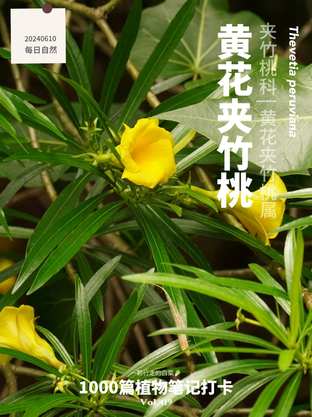 植物笔记419 | 注意！路边的黄花夹竹桃有毒