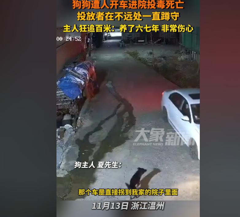 狗狗遭人开车进院投毒死亡，投放者站在远处一直蹲守看着狗狗中毒，主人发现后狂追百米