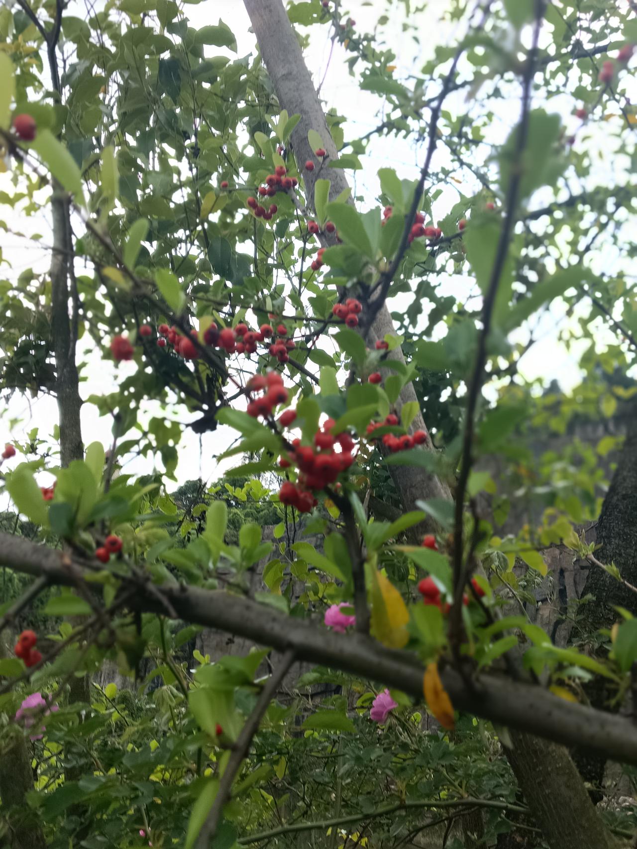 小时候见过的“野花”和野果，没想到在景区公园里能见到，那个红色的小果实，是儿时的