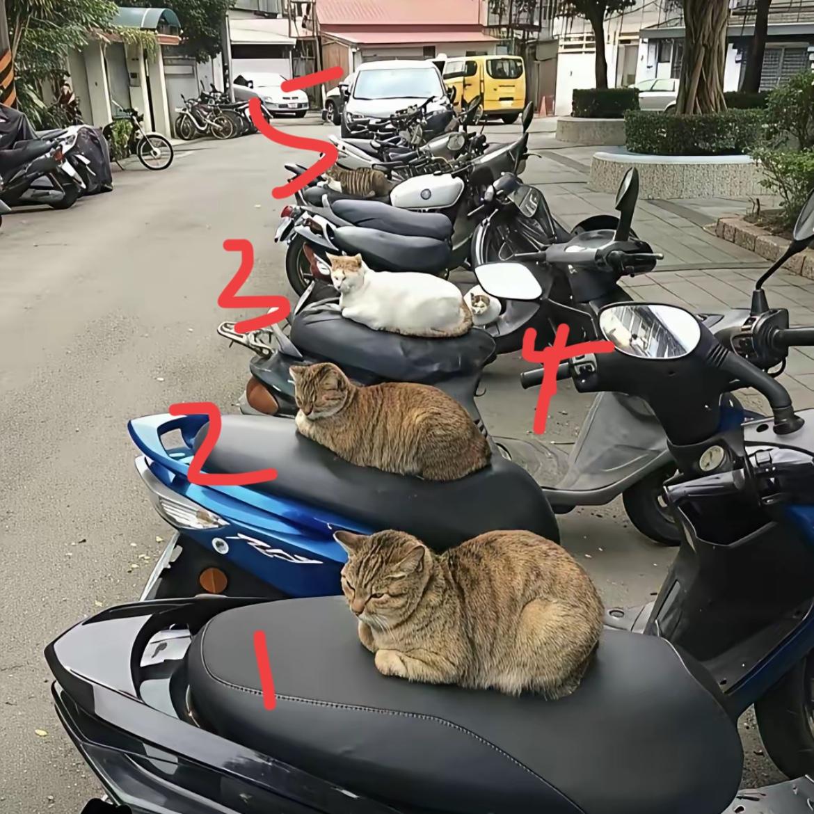 这可咋整！

小区里那几只流浪猫，

每天准时卧在电动车上“打卡”，

倒是乖得