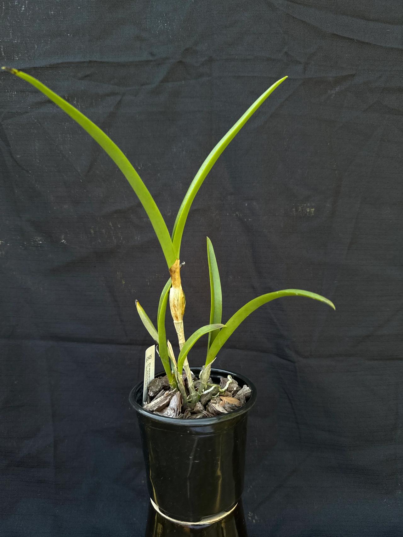 Brassanthe Kruger Angel 是一种卡特兰联盟 (Cattle