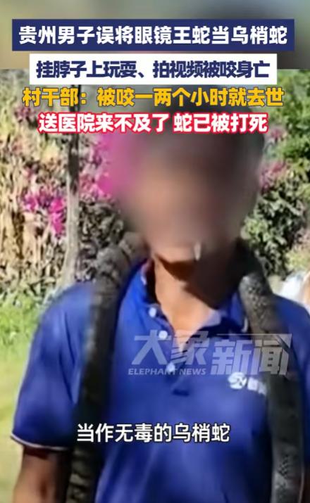 太惨了！贵州，男子收割稻谷，发现有条蛇，他把蛇抓住了，弟弟看到了，以为是乌梢，就