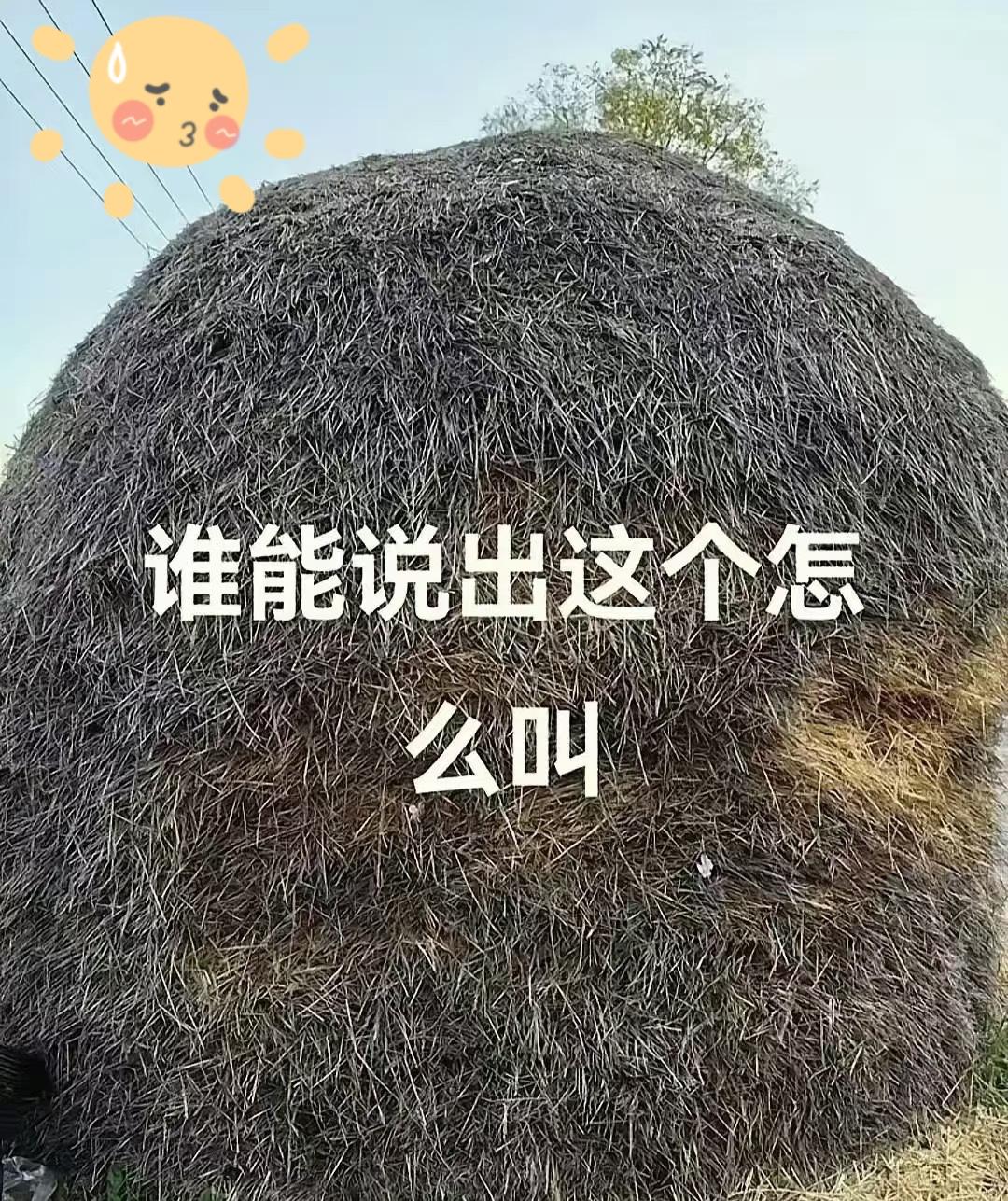 这东西你们叫什么？

小时候一到秋收，田里的麦秆、稻秆就被打成这样的圆垛，堆在院