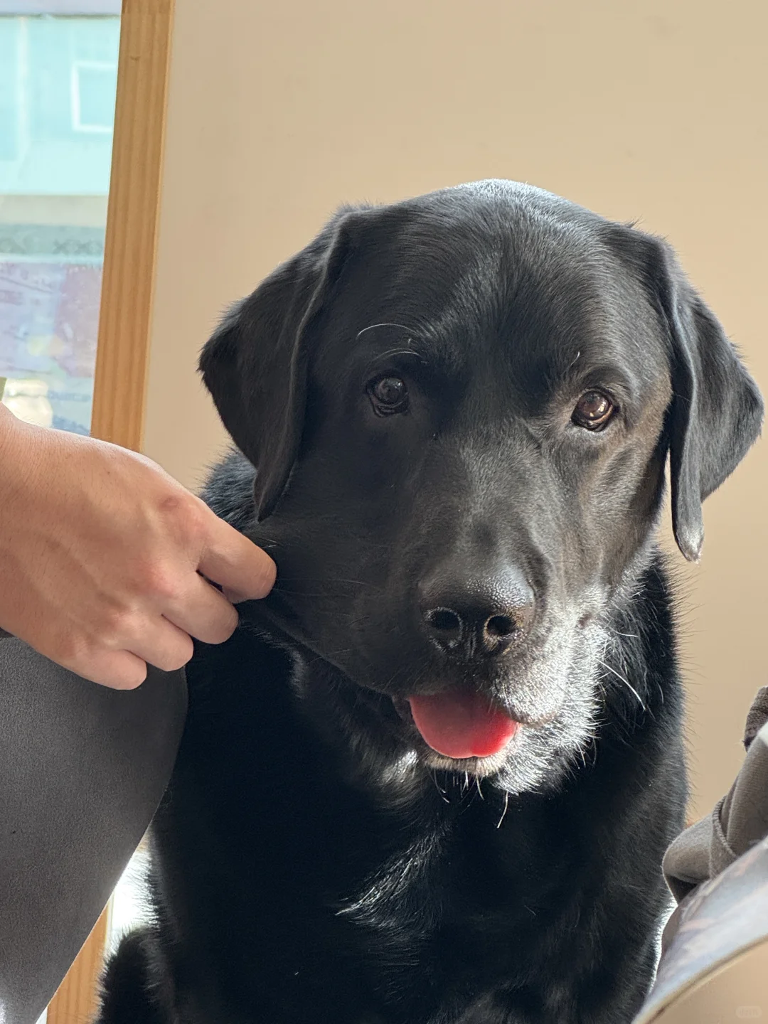 有小狗摸也太幸福了8