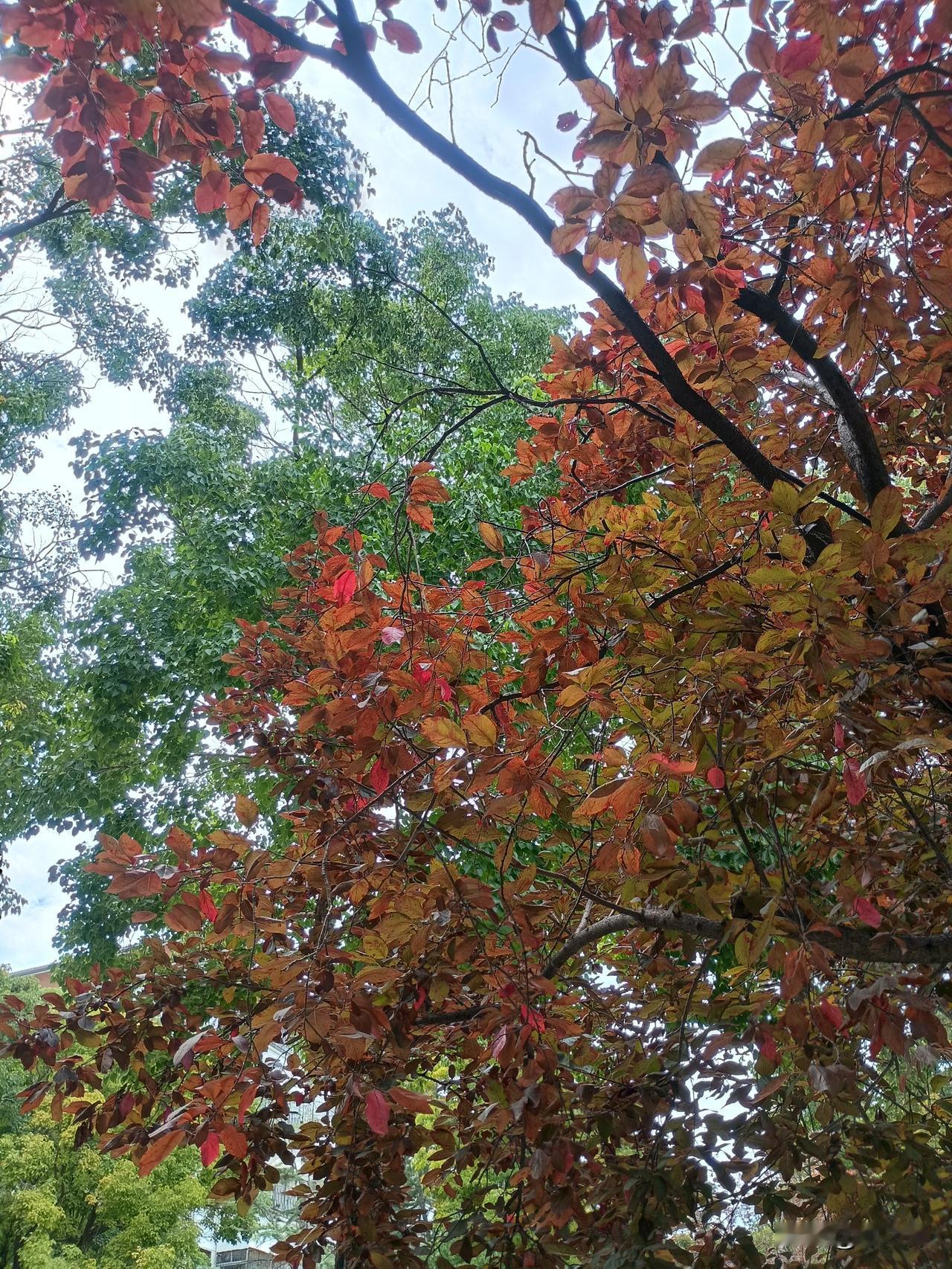 绿叶层层美
红花朵朵鲜
——走进小花园，忽然发现枝头的秋意越来越浓郁，层次感也渐