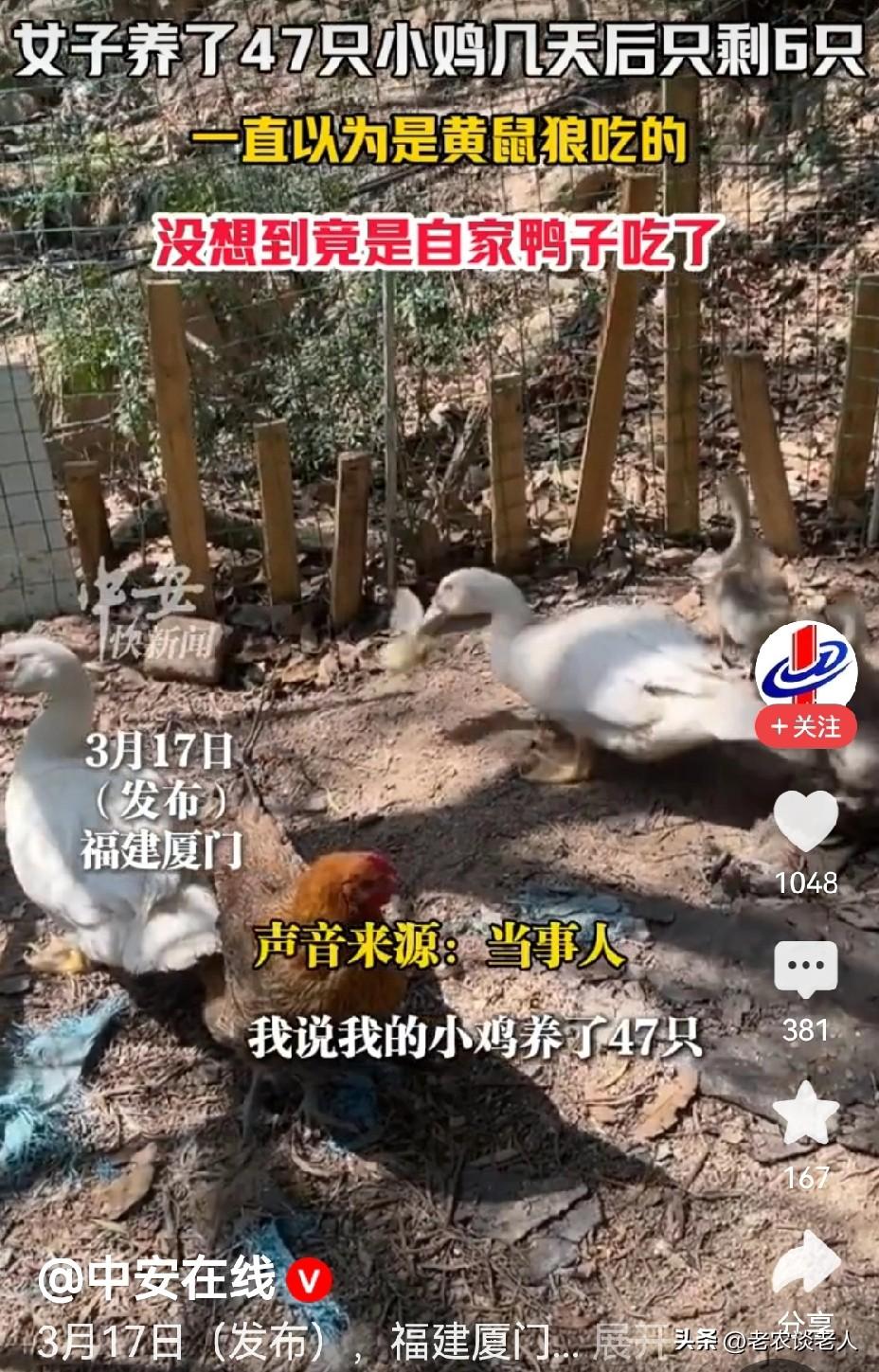 怪事！福建一鸭子活吞41只小鸡！你见过鸭子吃小鸡吗？
农村人都知道鸭子吃什么食物