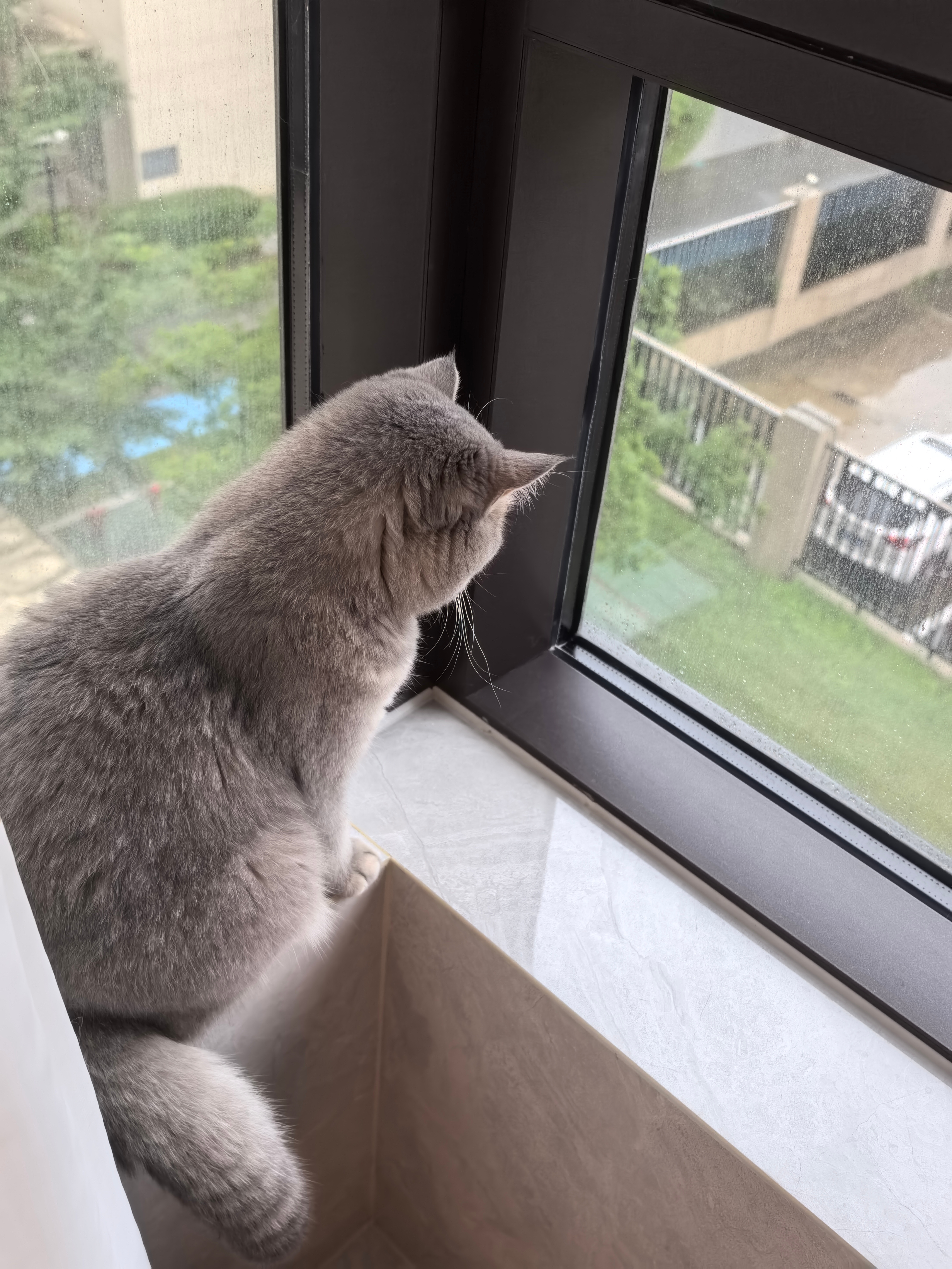 落下的雨滴是十四的专属动态电视 每次下雨它都会蹲在窗边看好久 我好像没那么讨厌下