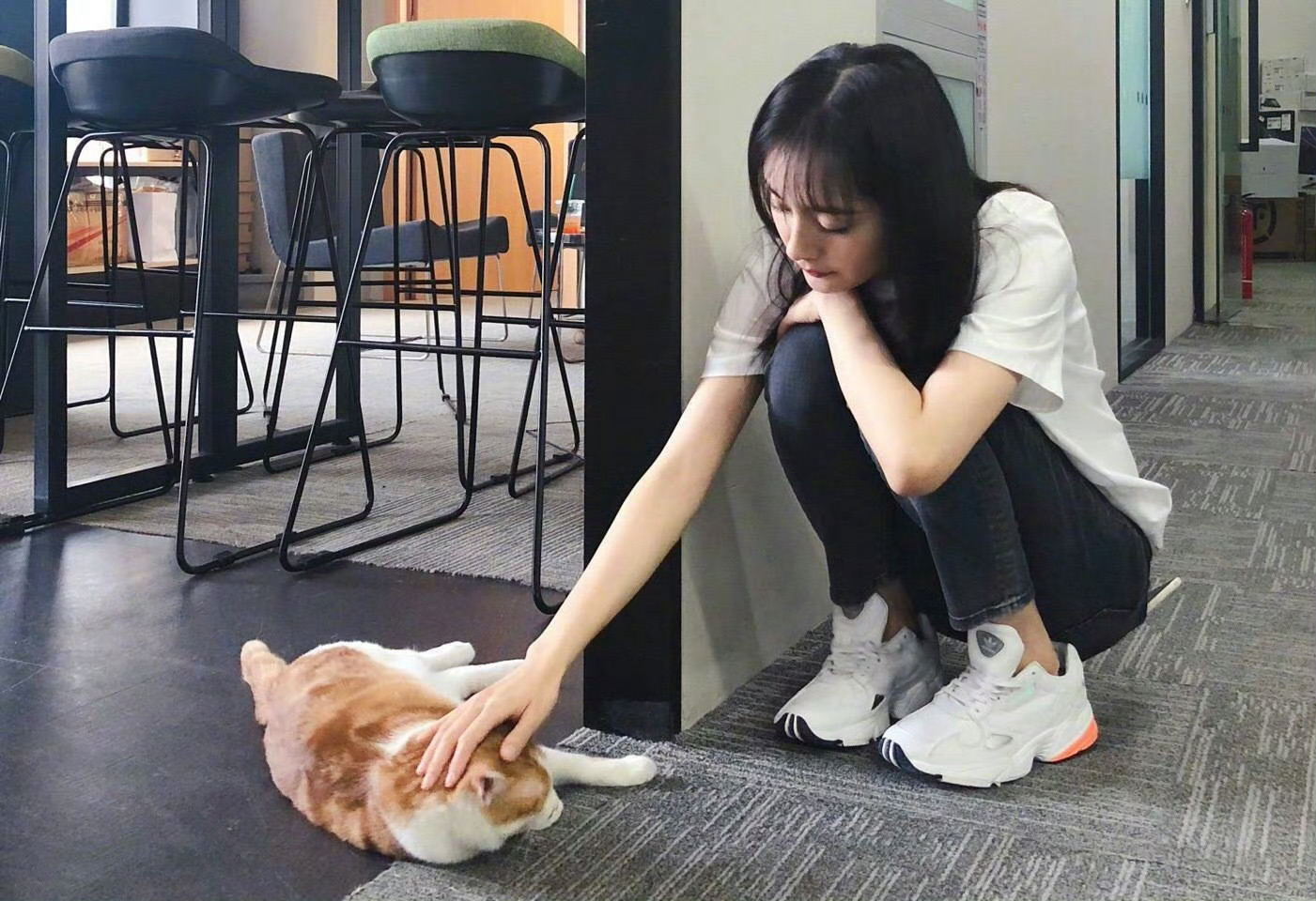 杨幂养的都是流浪猫一直都是温柔善良的养猫姐姐2016年拍三生三世十里桃花，收养了