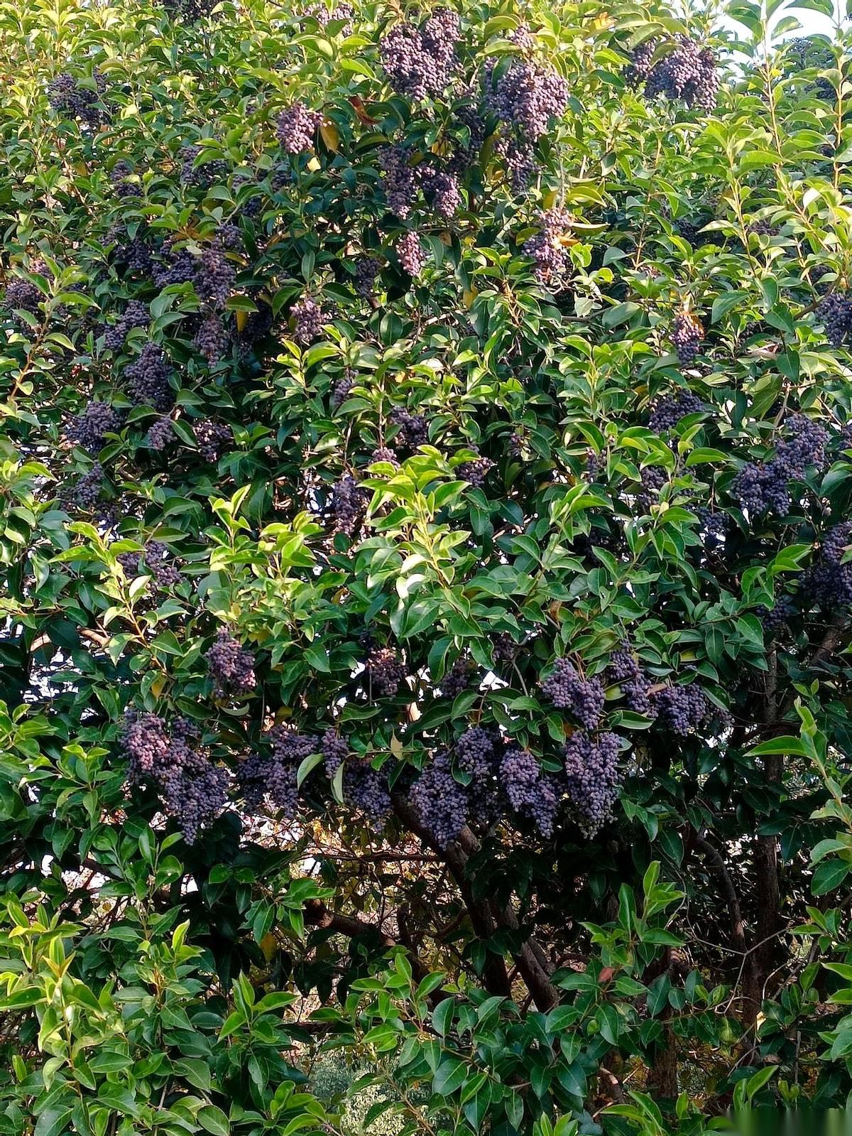 眼珠子都黄了，还以为是自己没睡好。
鼻子尖莫名其妙地红，以为是要长痘。
结果呢？