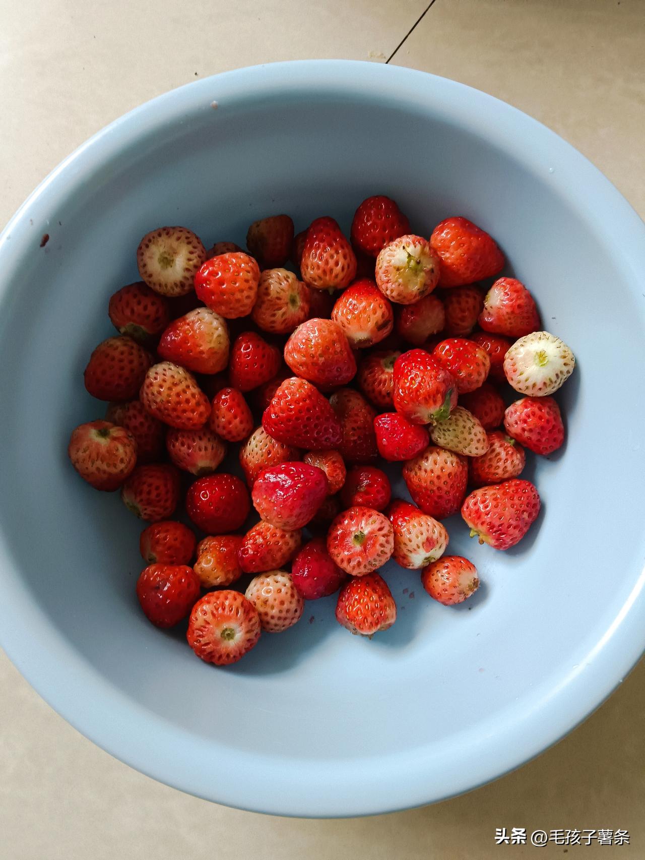 老伴前天买了2斤草莓，告诉我里面有些熟透了，走路回来就蹭坏了，先捡着坏的吃。
我