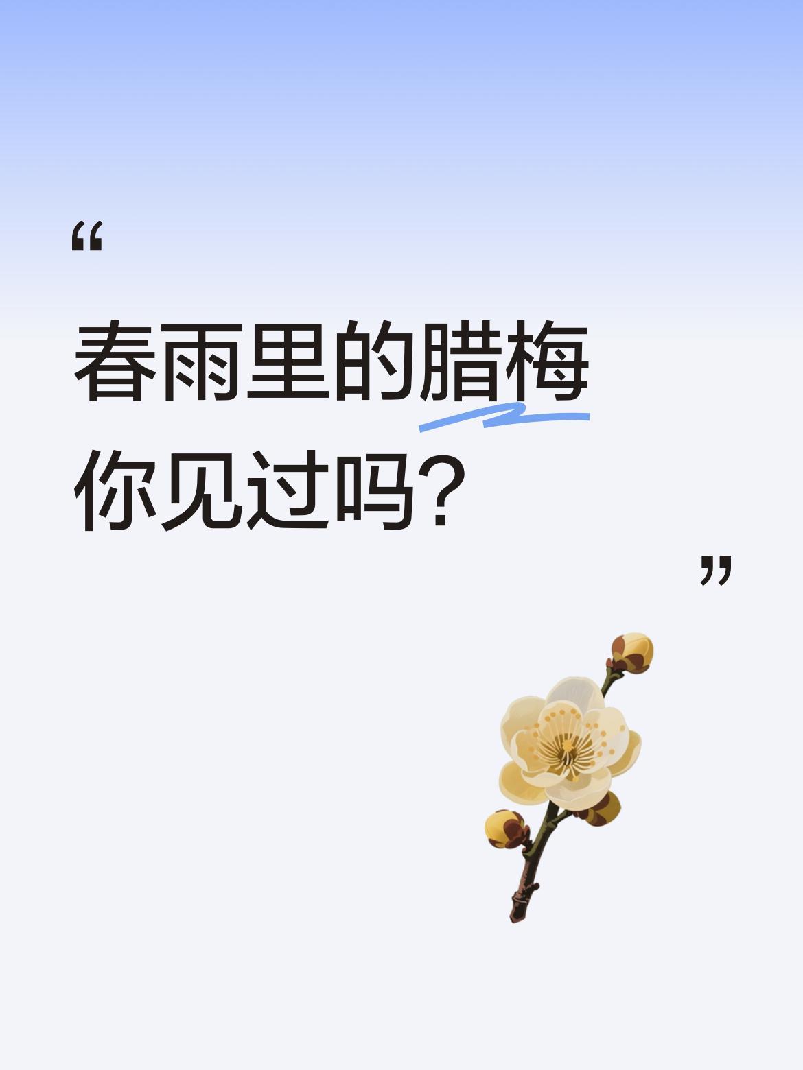 春雨里的腊梅你见过吗？
最近有网友发现一株特别的腊梅，在潇潇春雨中从容绽放。金黄