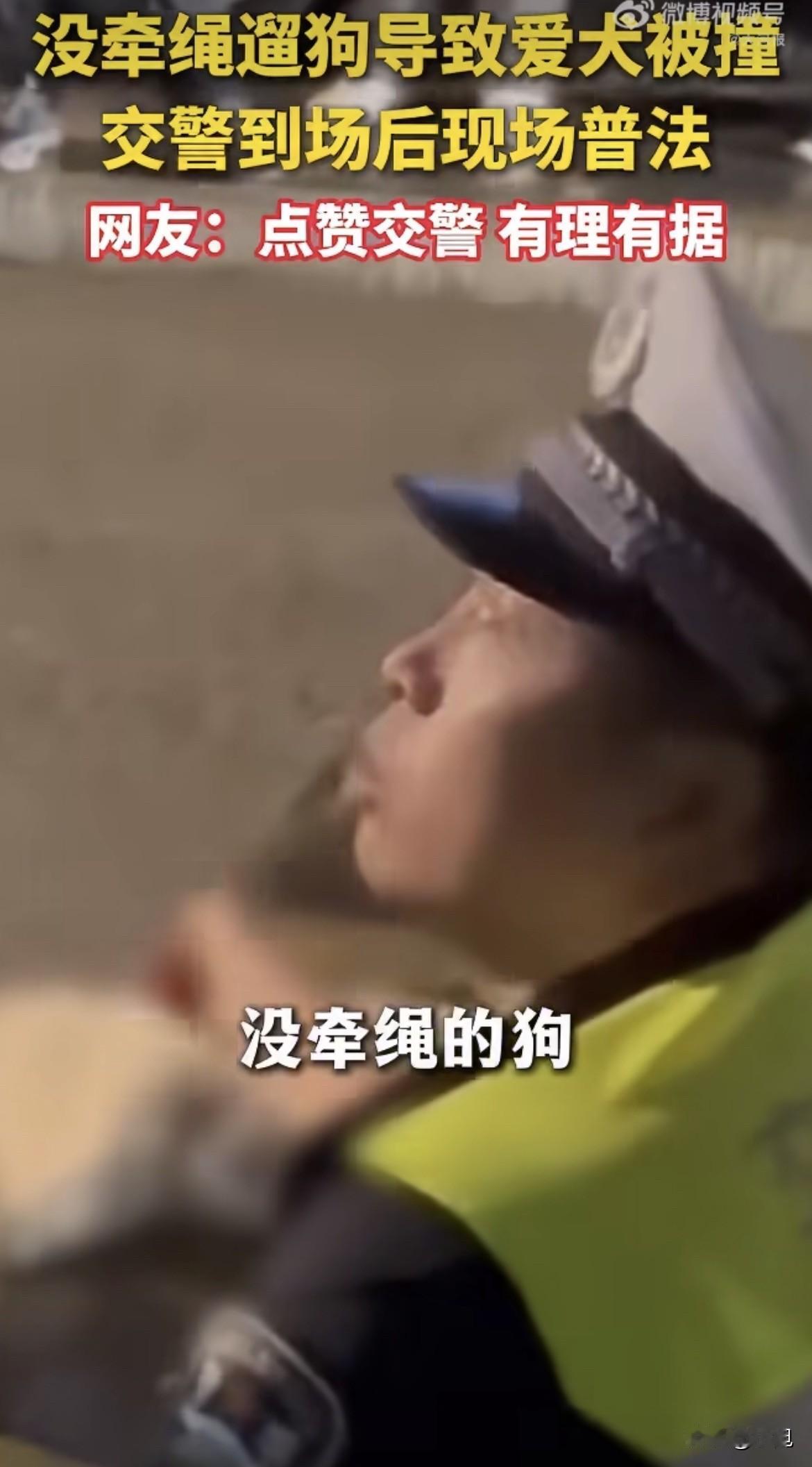 9月26号，江苏街头，一条没牵绳的狗窜到马路上，被车撞死了。

狗主人拦住车主不