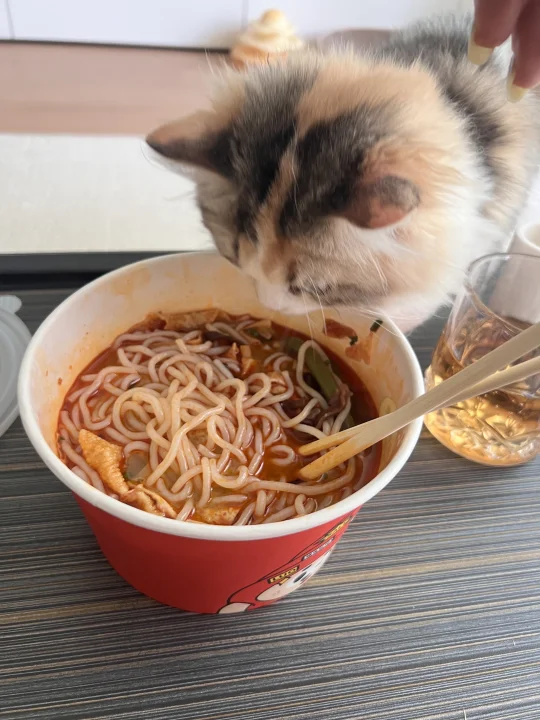 怎么会有小猫喜欢螺蛳粉呢？？？？