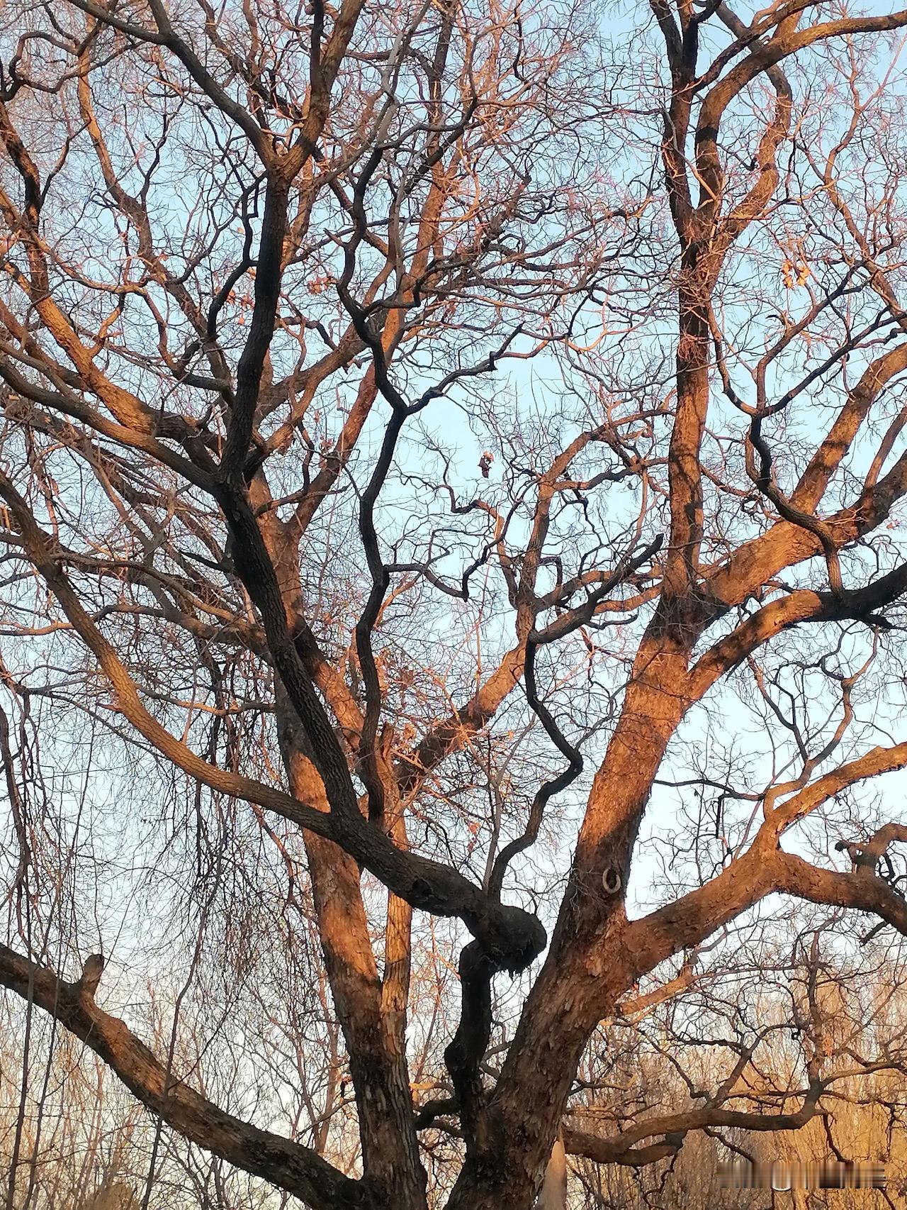 冬日生活打卡季冬天的树木缺少了绿叶的映照，但也是别有另一番景象。这种景象属于冬天