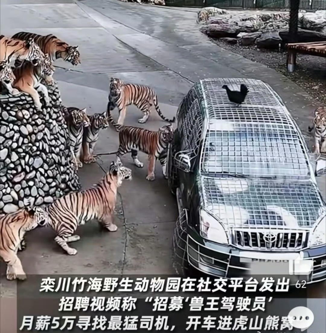 动物园月薪5万招猛兽区司机乍一看这工资确实很诱人啊，但是一看工作内容，包括喂养…