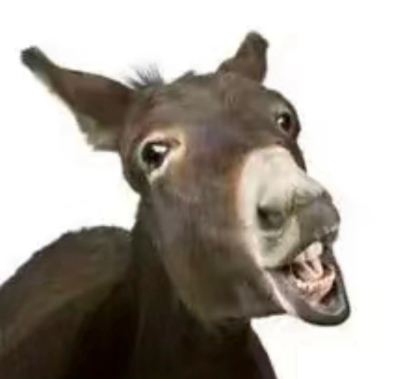 驴塑在贺峻霖身上得到了具象话 男驴一显化 