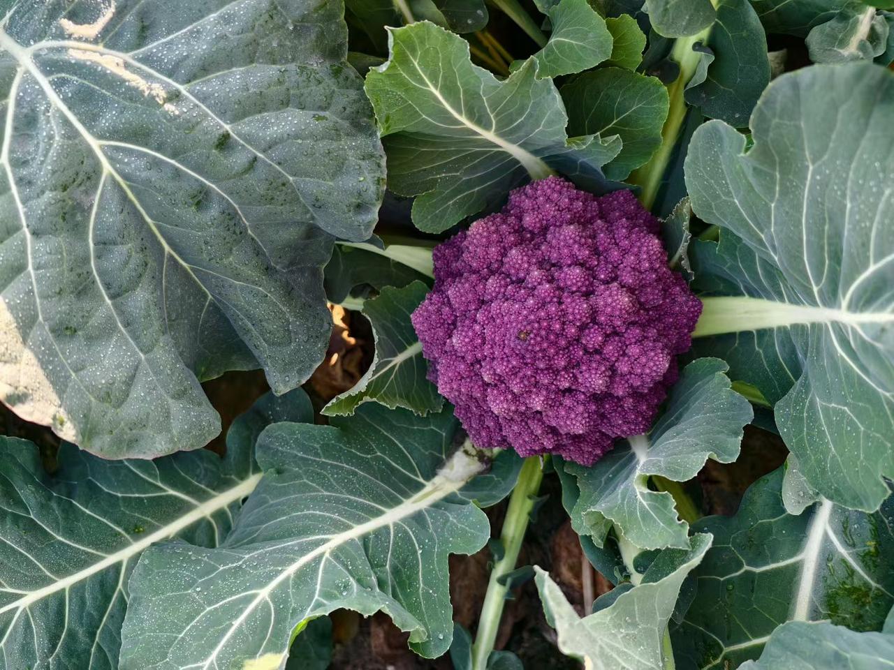 记录我的2026紫塔