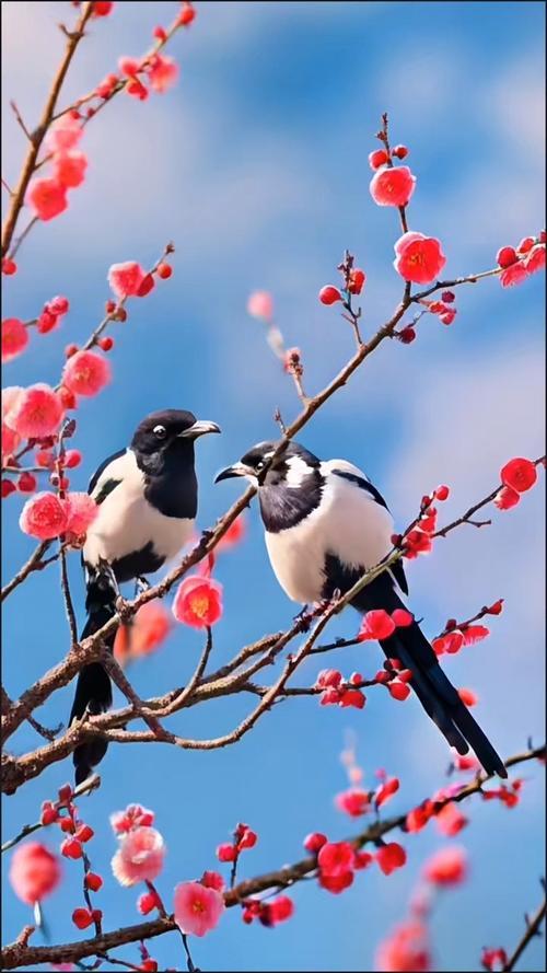 上联：暖阳残雪，鸟喧佳树；
下联：蓝天白云，鹊上梅稍。