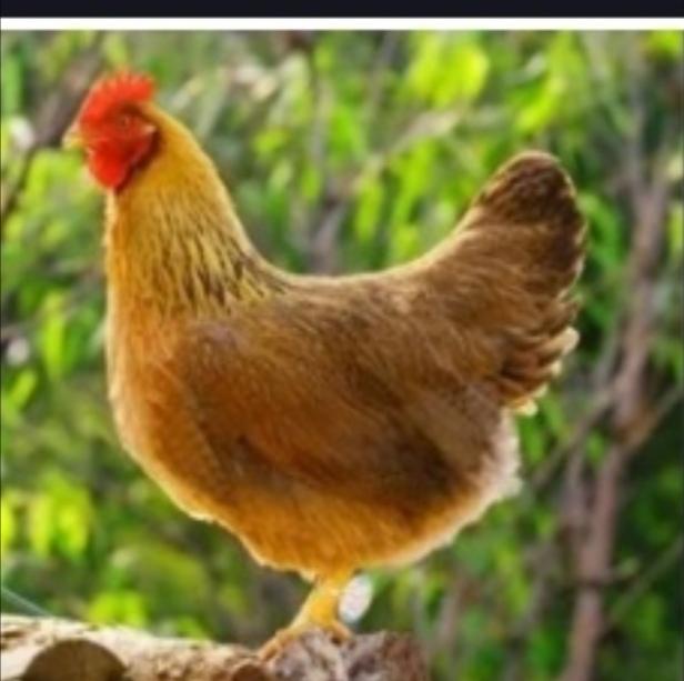 大家放过莫老板吧！其实在广东很多农庄都有走地鸡，有五指毛桃浸鸡，一样好好食的，很