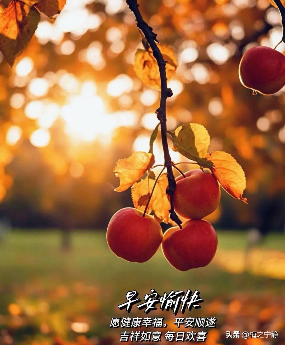 🍂²⁰²⁶/₁₀.₂₀ ᵕ̈ 🌞早安｜日日有温情☕️🍒🍑
秋风携晓色，