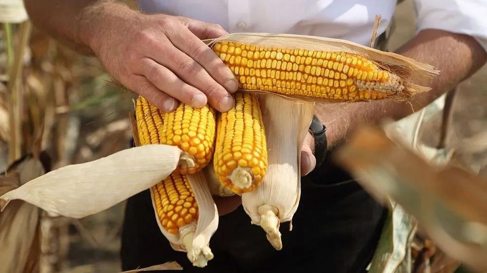 中国发现了提高玉米蛋白质含量的方法
科学家的这项发现可以将玉米的蛋白质含量从8%