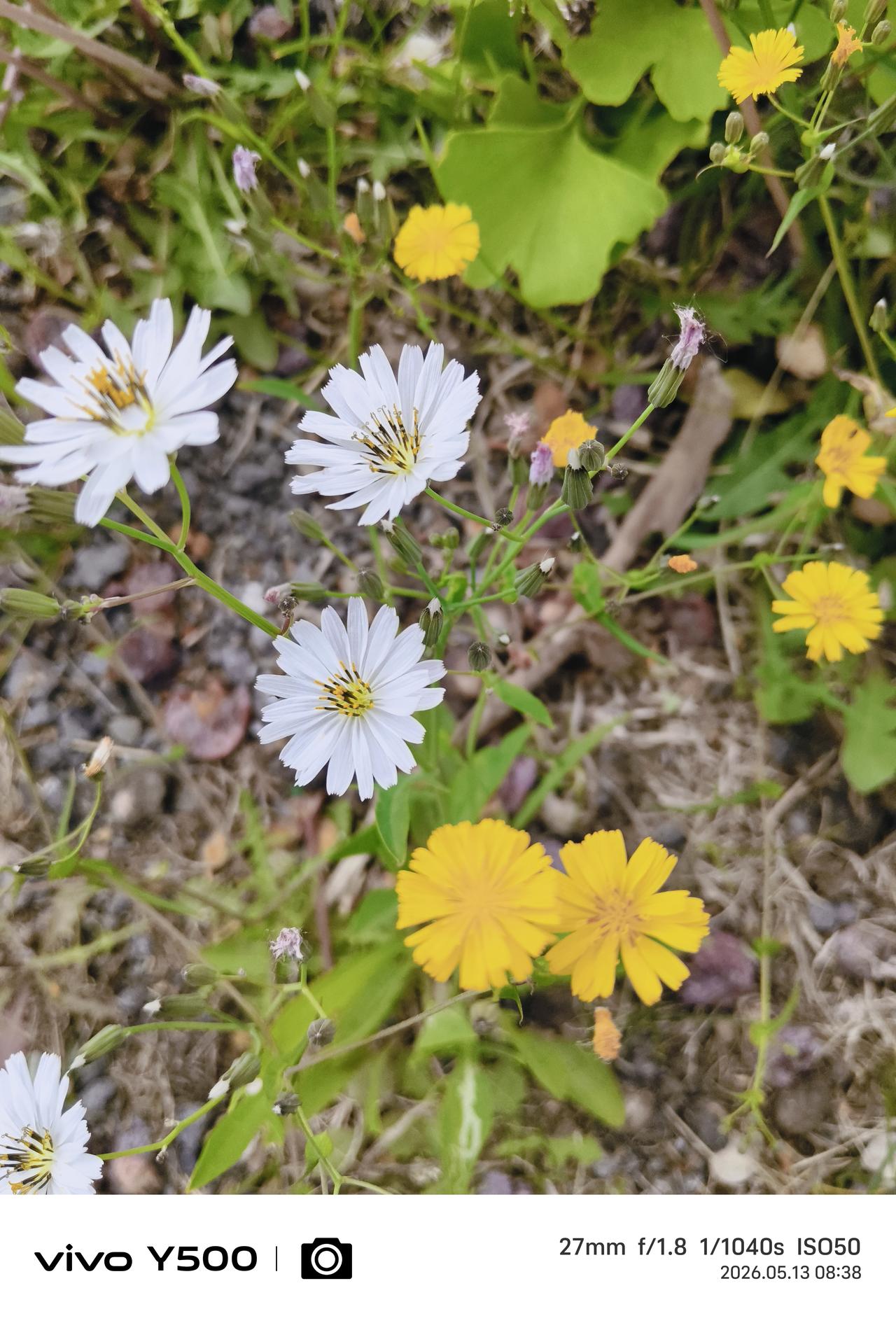 ，什么花都行
      马路边还有其他空地上，一片片开放的野花，就像大自然的水