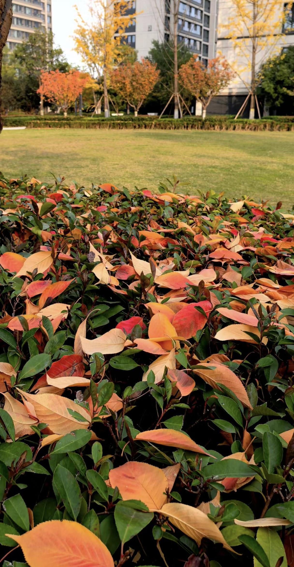 晒图笔记大赛秋冬，风把树叶拽了下来，熄灭了它最后的倔强，落满地，化作春泥更护花！