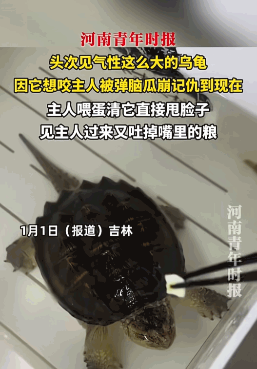 “彻底解释不清！”吉林，一女子在喂乌龟时险被咬，反手弹了它个脑瓜崩，不料，这乌龟