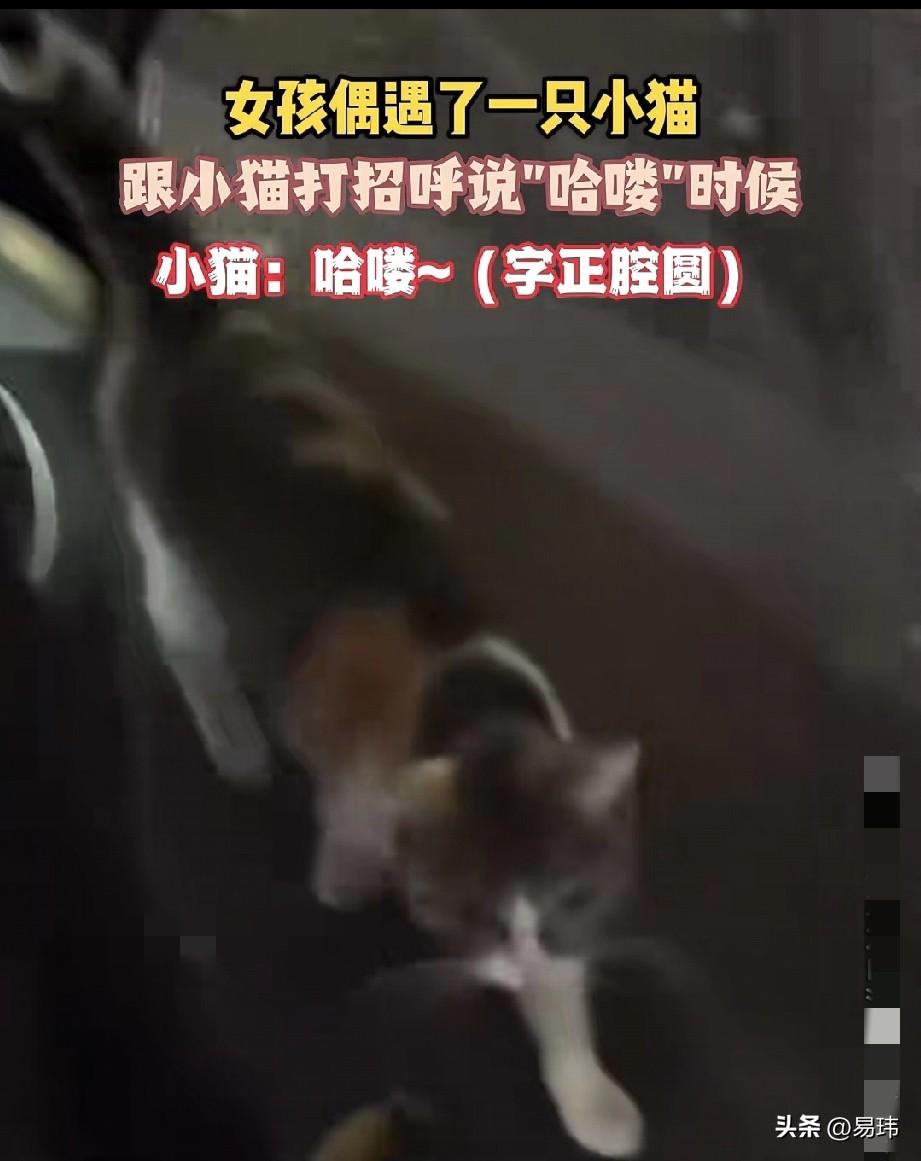 太聪明了！这天夜里，一位小姐姐去夜跑，当她跑到一条小路上的时候，看到一只可爱的流