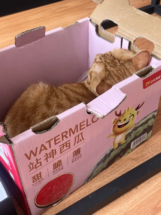 宝宝～你是一个战神西瓜🍉