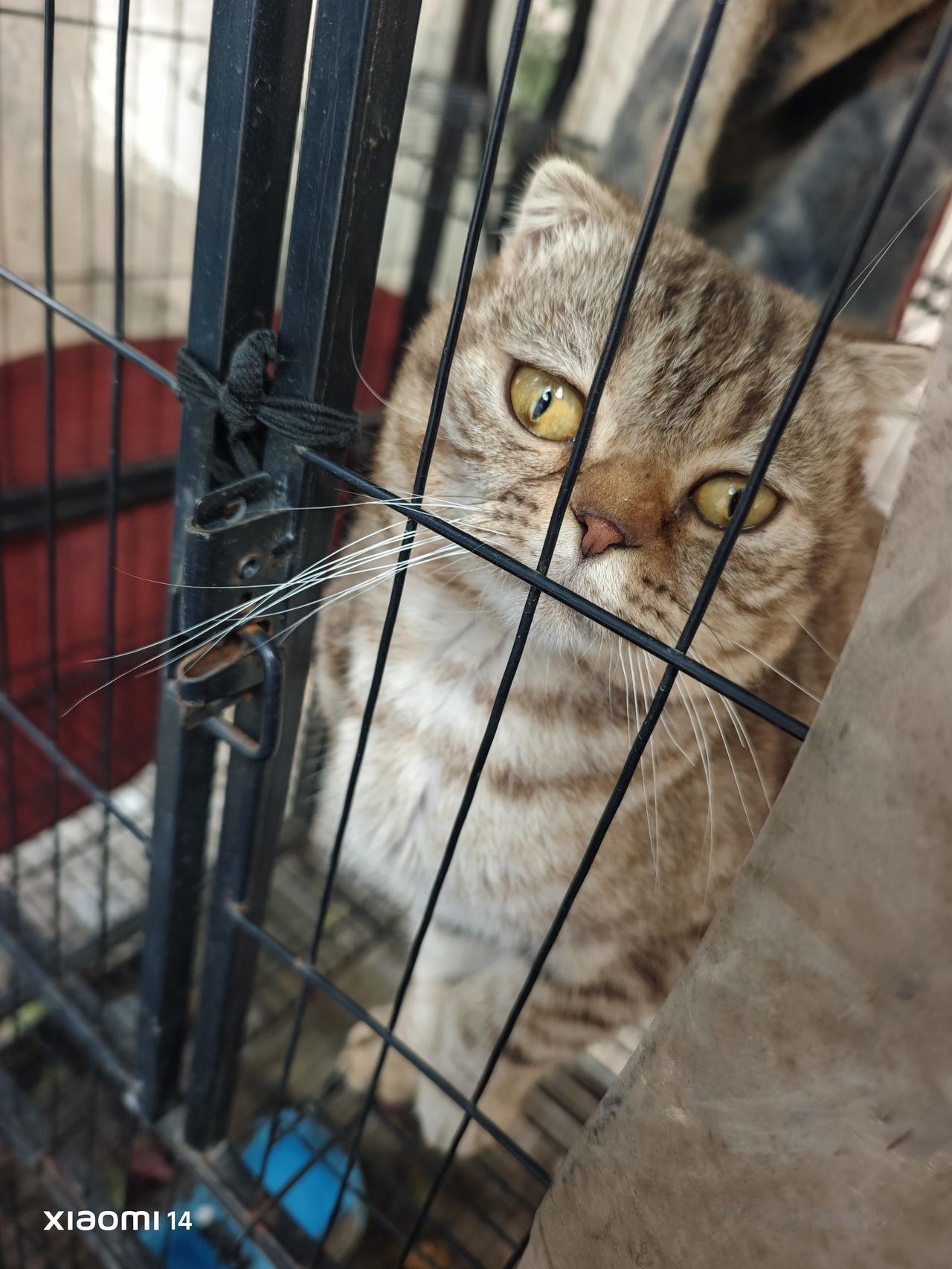 。

只是可惜这么一只小可爱，却被它的主人关在有二层的笼子里。你若是召唤它，它会