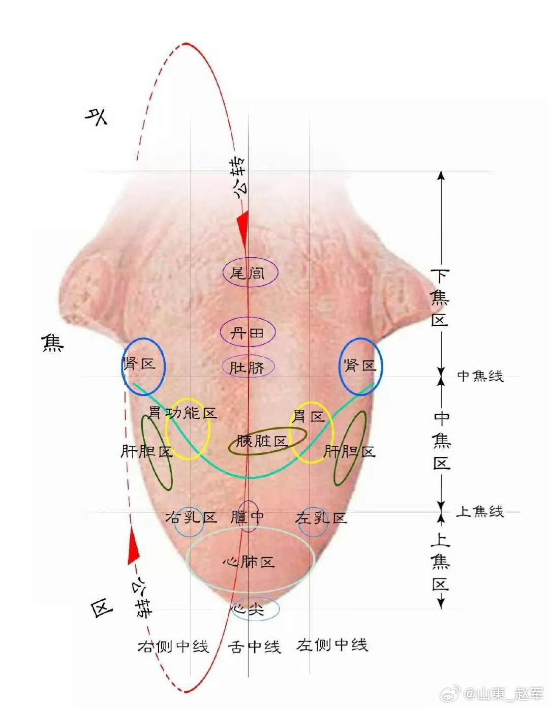一张舌象，读懂伤寒辨证的底层密码  前一段时间，有同道留言，想了解六经辨证时的舌