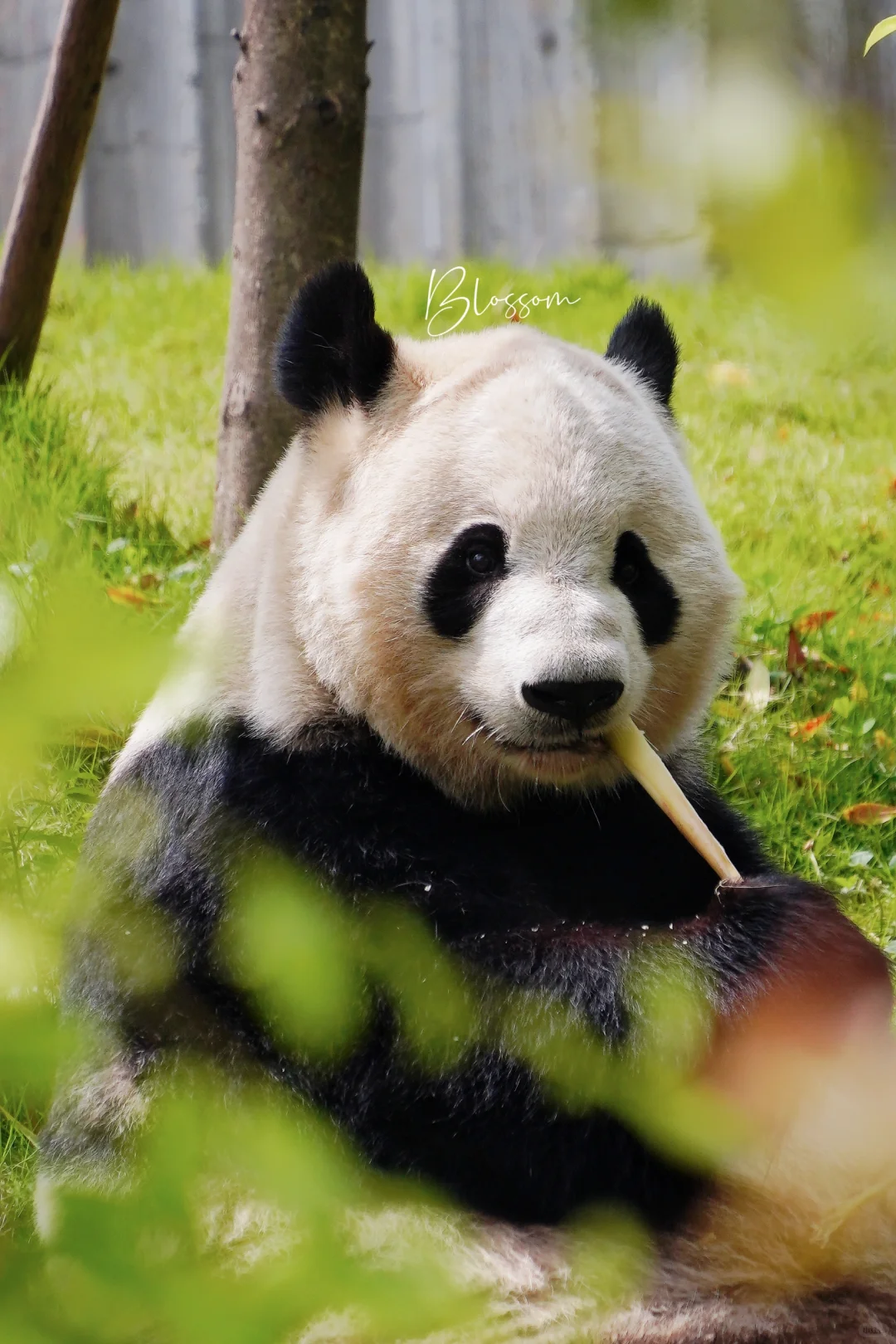 240604 18岁的晶晶阿姨，软萌软萌的