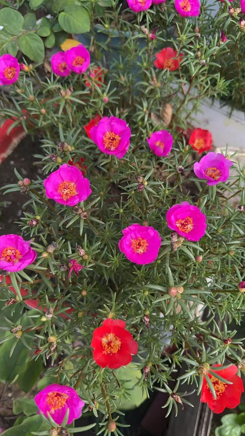 我最喜欢这样的小花花，花的种子年年落在盆里，年年五月份就出来，六月中旬就开始开花