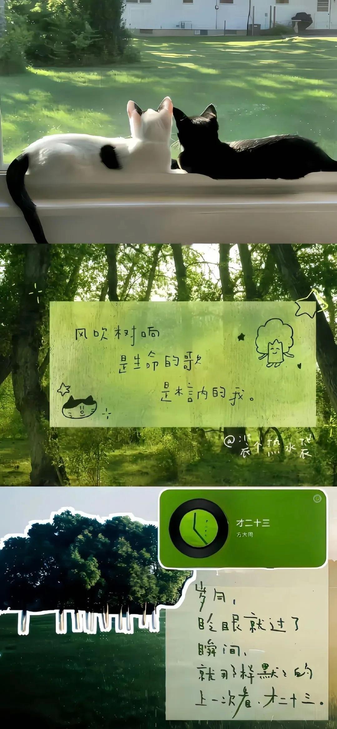 𝙎𝙝𝙖𝙧𝙚｜绿色系壁纸 
