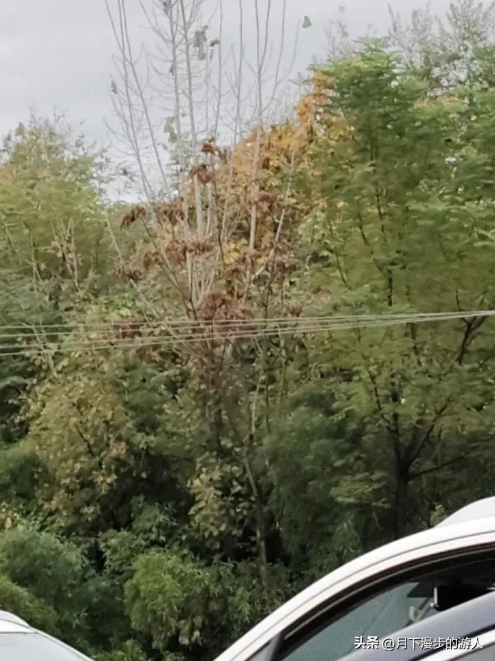 展示你拍的树木照片