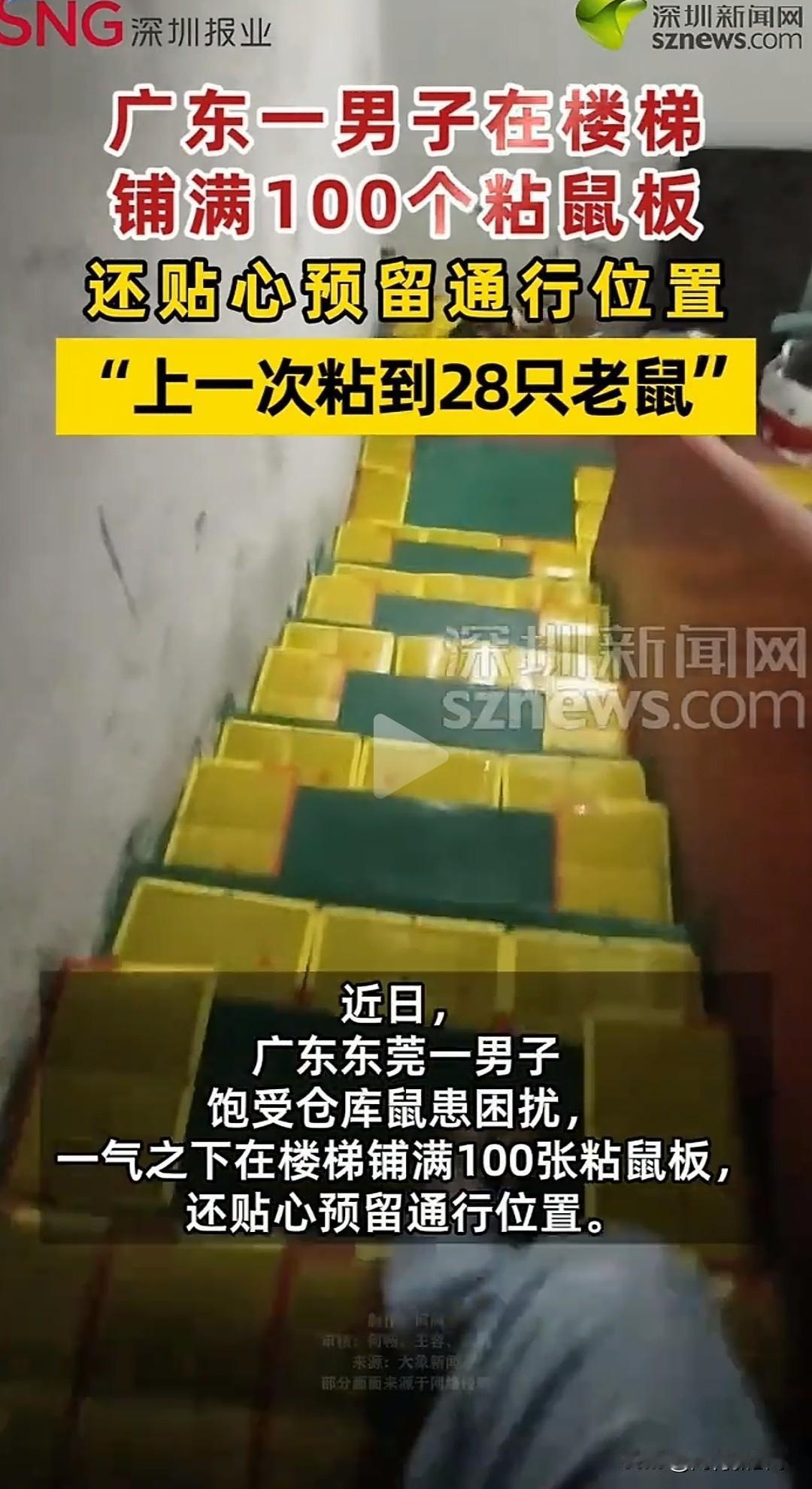 这招可真损！

被鼠患逼疯不买药不养猫，男子直接搬来100张粘鼠板铺满整段楼梯，