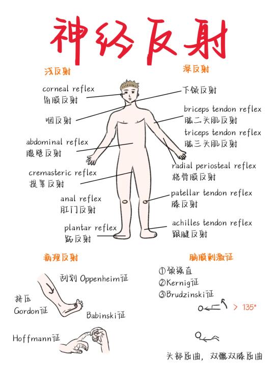 医学生笔记——神经反射