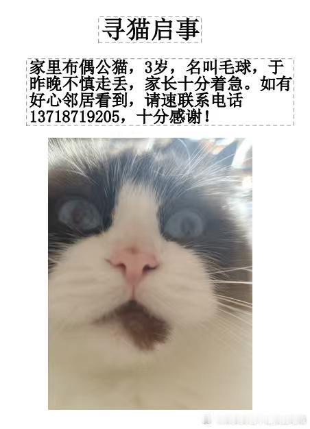49606【寻猫启事】寻找走失小猫，于5月3日在北京朝阳安华西里这一带走丢，叫它