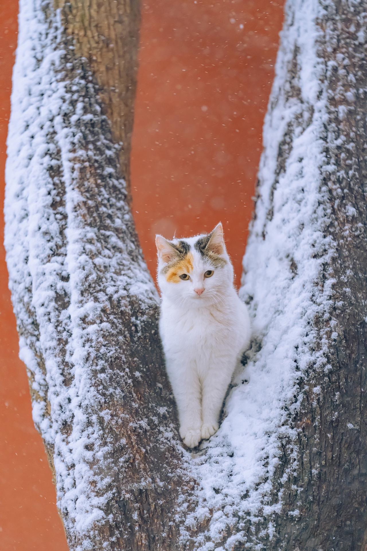 红墙雪中猫。入冬很多猫友求应景图，那就回顾一组古建红墙雪中猫，分别拍于...